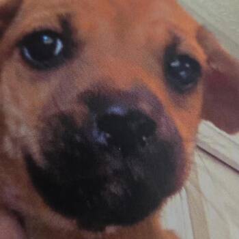 Chattermax -  Mixed Breed Dog for Adoption in Moab, Utah - Chattermax | PetCurious