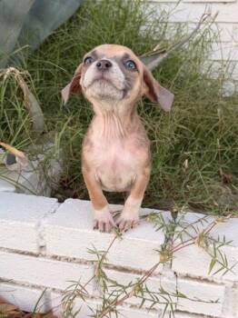 Australian Cattle Dog Blue Heeler and French Bulldog Dogs Available for Adoption in Henderson, Nevada - Rachel | PetCurious