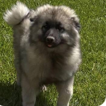 Keeshond Dogs Available for Adoption in Normal, Illinois - Hashbrown | PetCurious