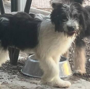 Roxie -  Bernadoodle Dog for Adoption in Longmont, Colorado - Roxie | PetCurious