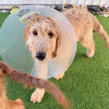 Golden Retriever and Standard Poodle Dogs Available for Adoption in Lakewood Ranch, Florida - Kane | PetCurious
