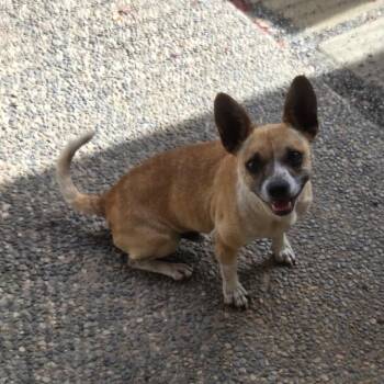 Buddy -  Chihuahua and Terrier Dog for Adoption in Fresno, California - Buddy | PetCurious