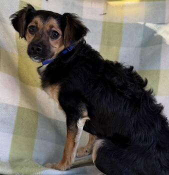 Priscilla -  Shih Poo and Poodle Dog for Adoption in Larkfield-wikiup, California - Priscilla | PetCurious