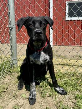 Mixed Breed Dogs Available for Adoption in St. Joseph, Michigan - Max | PetCurious
