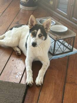 Rescue Border Collie and Australian Shepherd Dogs for Adoption in Chatham, New Jersey - Betty | PetCurious