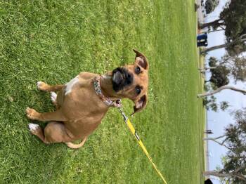 Boxer Dogs Available for Adoption in El Cajon, California - Tala  | PetCurious