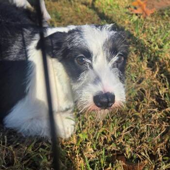Morticia -  Schnauzer and Terrier Dog for Adoption in Cartersville, Georgia - Morticia | PetCurious