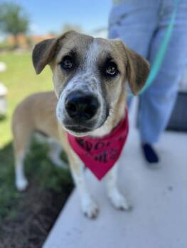 Koda -  Anatolian Shepherd Dog for Adoption in Seguin, Texas - Koda | PetCurious