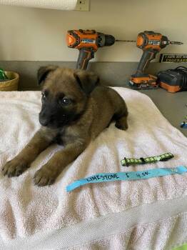 Belgian Shepherd Malinois Dogs Available for Adoption in Imlay City, Michigan - Geo Pups Limestone - Located In Florida | PetCurious