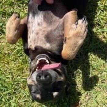 German Pinscher and Mixed Breed Dogs Available for Adoption in Sarasota, Florida - Po | PetCurious
