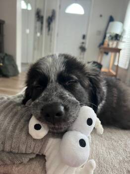 Sweetie -  Great Pyrenees and Border Collie Dog for Adoption - Sweetie | PetCurious