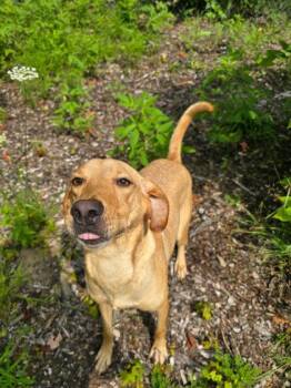 Goldie -  Labrador Retriever and Mixed Breed Dog for Adoption in Harbor Springs, Michigan - Goldie | PetCurious