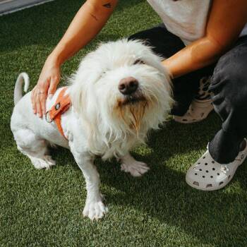 Junebug -  Terrier Dog for Adoption in Jackson, Wyoming - Junebug | PetCurious