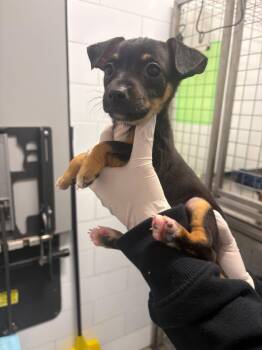 Mermaid -  Dachshund and Chihuahua Dog for Adoption in Houston, Texas - Mermaid | PetCurious