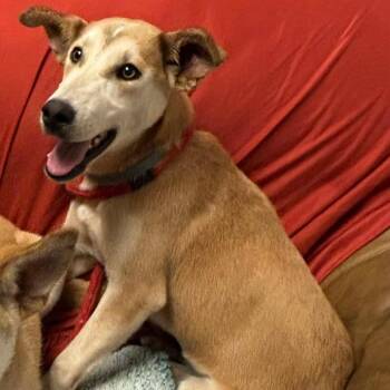 Husky and Australian Shepherd Dogs Available for Adoption in Hackett, Arkansas - Roxy | PetCurious