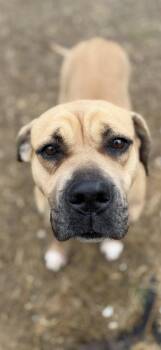 Mastiff Dogs Available for Adoption in Warren, Ohio - Lydia | PetCurious