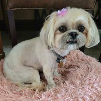 Shih Tzu Dogs Available for Adoption in Santa Monica, California - HAZELNUT | PetCurious