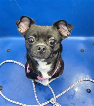 Rescue Mixed Breed Dogs for Adoption in Dallas, Texas - MARIA | PetCurious