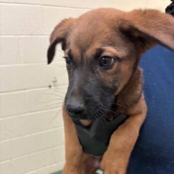 Axel -  Mixed Breed Dog for Adoption in Memphis, Tennessee - Axel | PetCurious