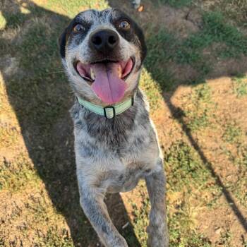 Trooper -  Mixed Breed Dog for Adoption in Medford, Oregon - Trooper | PetCurious