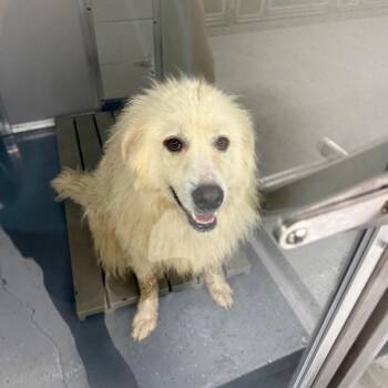 Sammy -  Great Pyrenees Dog for Adoption in Galax, Virginia - Sammy | PetCurious