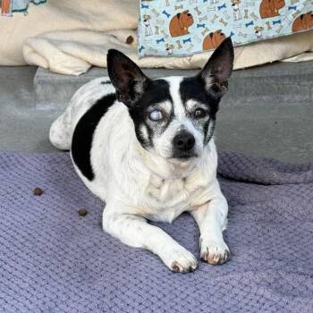 Prin -  Terrier and Chihuahua Dog for Adoption in Pasadena, California - Prin | PetCurious
