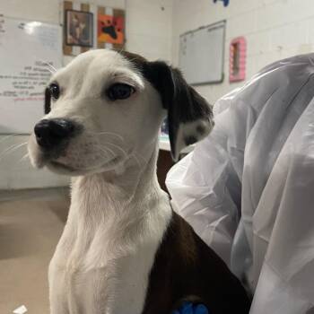 Mixed Breed Dogs Available for Adoption in Edinburg, Texas - Zero | PetCurious