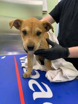 Cattle Dog and Mixed Breed Dogs Available for Adoption - BMW | PetCurious