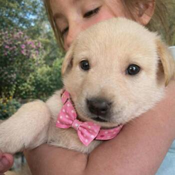 German Shepherd Dog and Labrador Retriever Dogs Available for Adoption - EOS GS | PetCurious