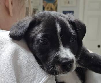 Pointer and Labrador Retriever Dogs Available for Adoption - Ringo Starr | PetCurious