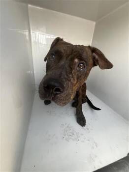 A658696 -  Pit Bull Terrier Dog for Adoption in Houston, Texas - A658696 | PetCurious