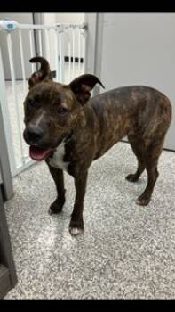 Rescue Boxer and Mixed Breed Dogs for Adoption in Mustang, Oklahoma - Jacklynn | PetCurious