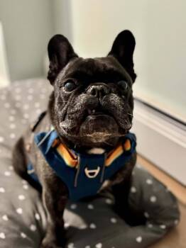 Rescue French Bulldog Dogs for Adoption in Catasauqua, Pennsylvania - Basil | PetCurious