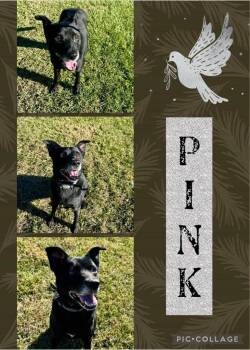 Collie and Mixed Breed Dogs Available for Adoption - Pink | PetCurious