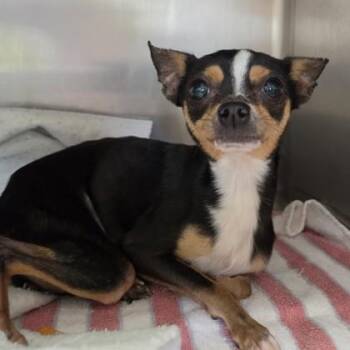Chihuahua and Mixed Breed Dogs Available for Adoption in Elk Grove Village, Illinois - Pixie | PetCurious
