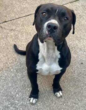 Lamont -  Pit Bull Terrier Dog for Adoption in Chicago, Illinois - Lamont | PetCurious