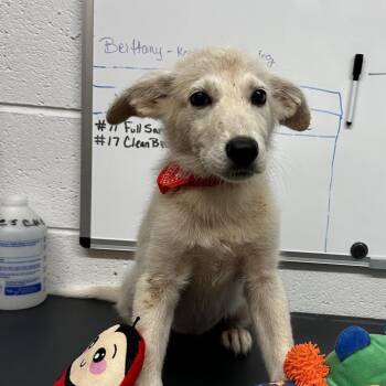 Bubbles -  Great Pyrenees and Mixed Breed Dog for Adoption in Evensville, Tennessee - Bubbles | PetCurious