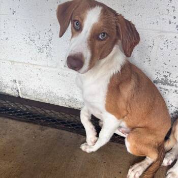 John Stewart -  Shepherd Dog for Adoption in Edinburg, Texas - John Stewart | PetCurious