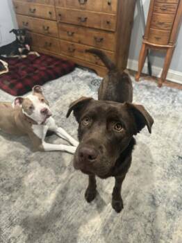 Labrador Retriever Dogs Available for Adoption - Bear | PetCurious