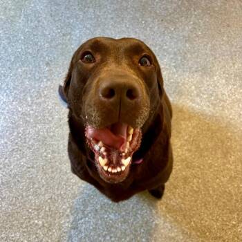 Jill -  Chocolate Labrador Retriever and Mixed Breed Dog for Adoption in Metamora, Michigan - Jill | PetCurious