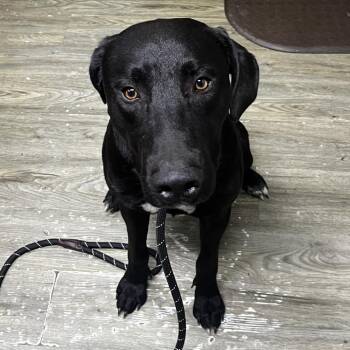 Ink -  Mixed Breed Dog for Adoption in Summerville, South Carolina - Ink | PetCurious