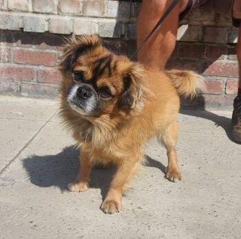 Pekingese Dogs Available for Adoption in Lathrop, California - Reggie | PetCurious