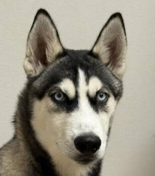 Badger -  Husky and Siberian Husky Dog for Adoption in Manvel, Texas - Badger | PetCurious