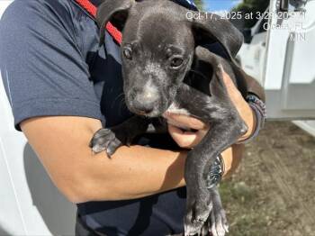 Rescue Labrador Retriever and Mixed Breed Dogs for Adoption in Ocala, Florida - PINOCCHIO | PetCurious