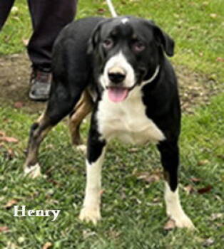 Rescue Labrador Retriever and Border Collie Dogs for Adoption in Elkins, West Virginia - Henry | PetCurious