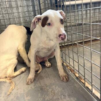 Somersault -  Mixed Breed Dog for Adoption in Moab, Utah - Somersault | PetCurious