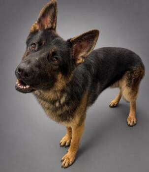 Benny -  German Shepherd Dog and Mixed Breed Dog for Adoption in Bowling Green, Kentucky - Benny | PetCurious