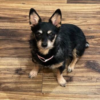 Yorkshire Terrier Dogs Available for Adoption in Philadelphia, Pennsylvania - Trouble | PetCurious