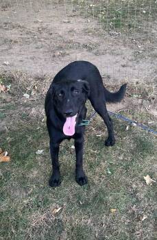 Rescue Black Labrador Retriever Dogs for Adoption in Grand Rapids, Michigan - Rhea | PetCurious