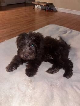Miniature Poodle and Rottweiler Dogs Available for Adoption - Murphy | PetCurious